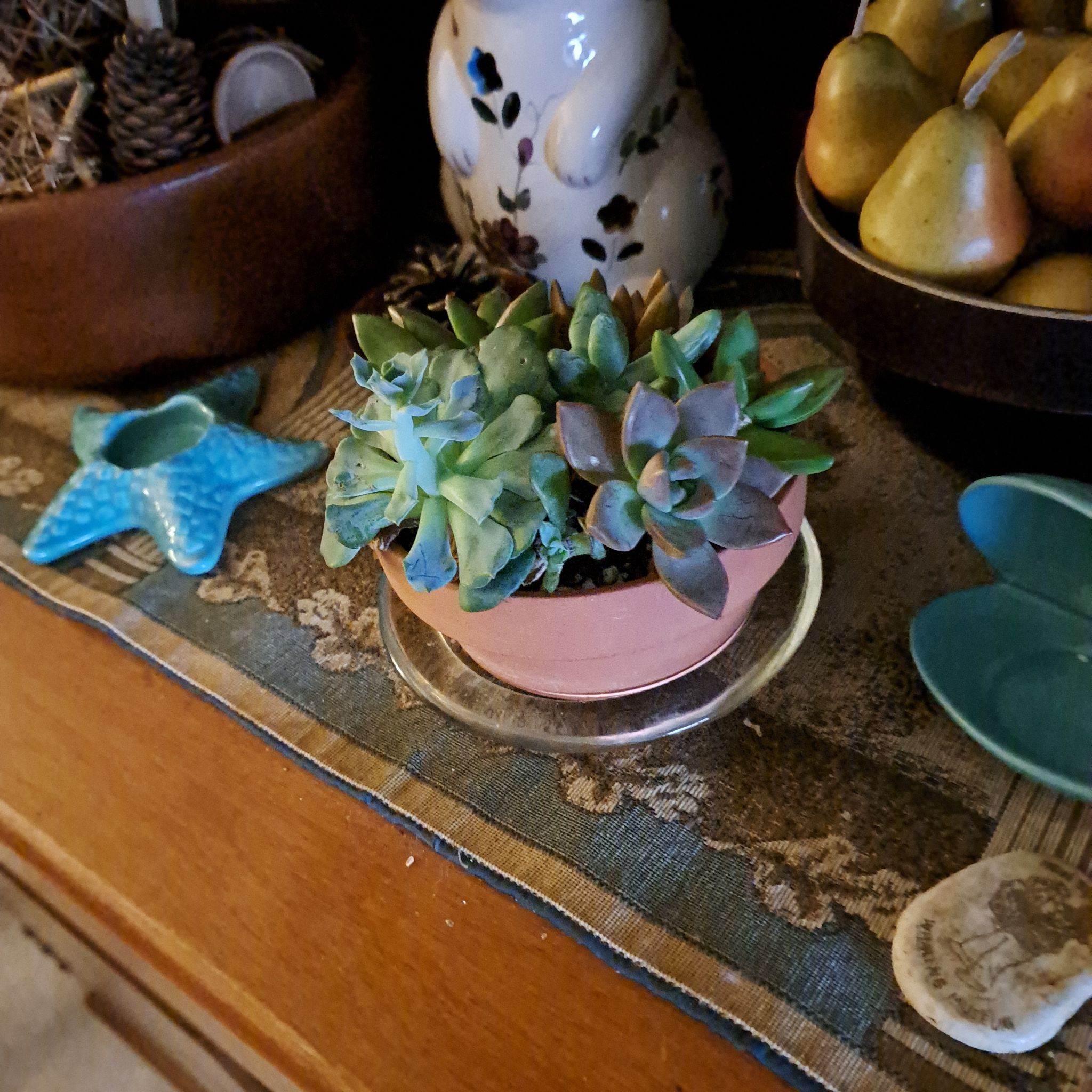 Photo of the plant species Mediterranean cabbage by @TycoonMizuna named Terra on Greg, the plant care app