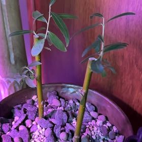 Photo of the plant species Bonsai Dawn Redwood by @FabPoataniwha named Winston on Greg, the plant care app