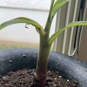 Plant care for Banana on Greg, the plant care app