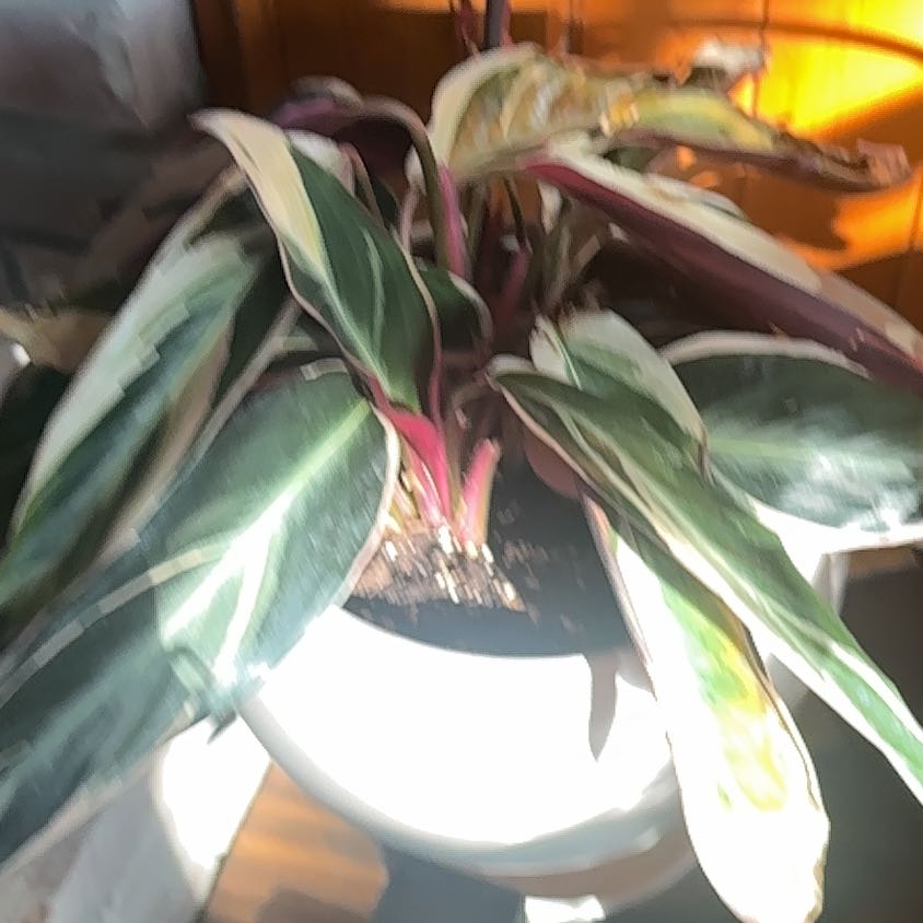 Photo of the plant species Stromanthe sanguinea 'Tricolor' by @FabPoataniwha named Sanders on Greg, the plant care app