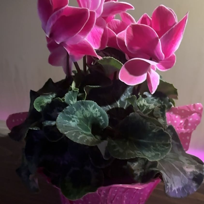Photo of the plant species Spring Sowbread by @FabPoataniwha named Penelope on Greg, the plant care app