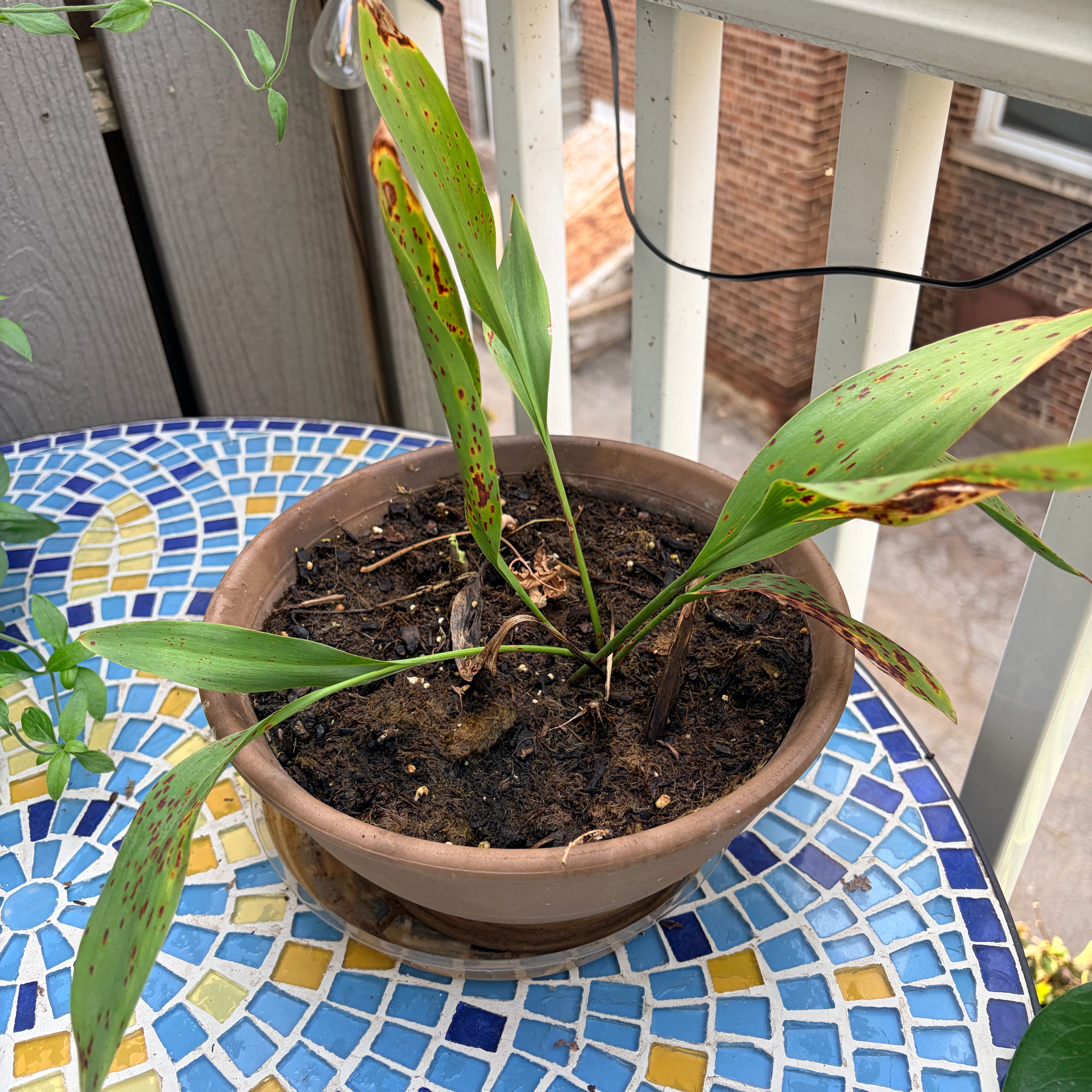 Photo of the plant species Lily-of-the-Valley by Emma named Lily on Greg, the plant care app