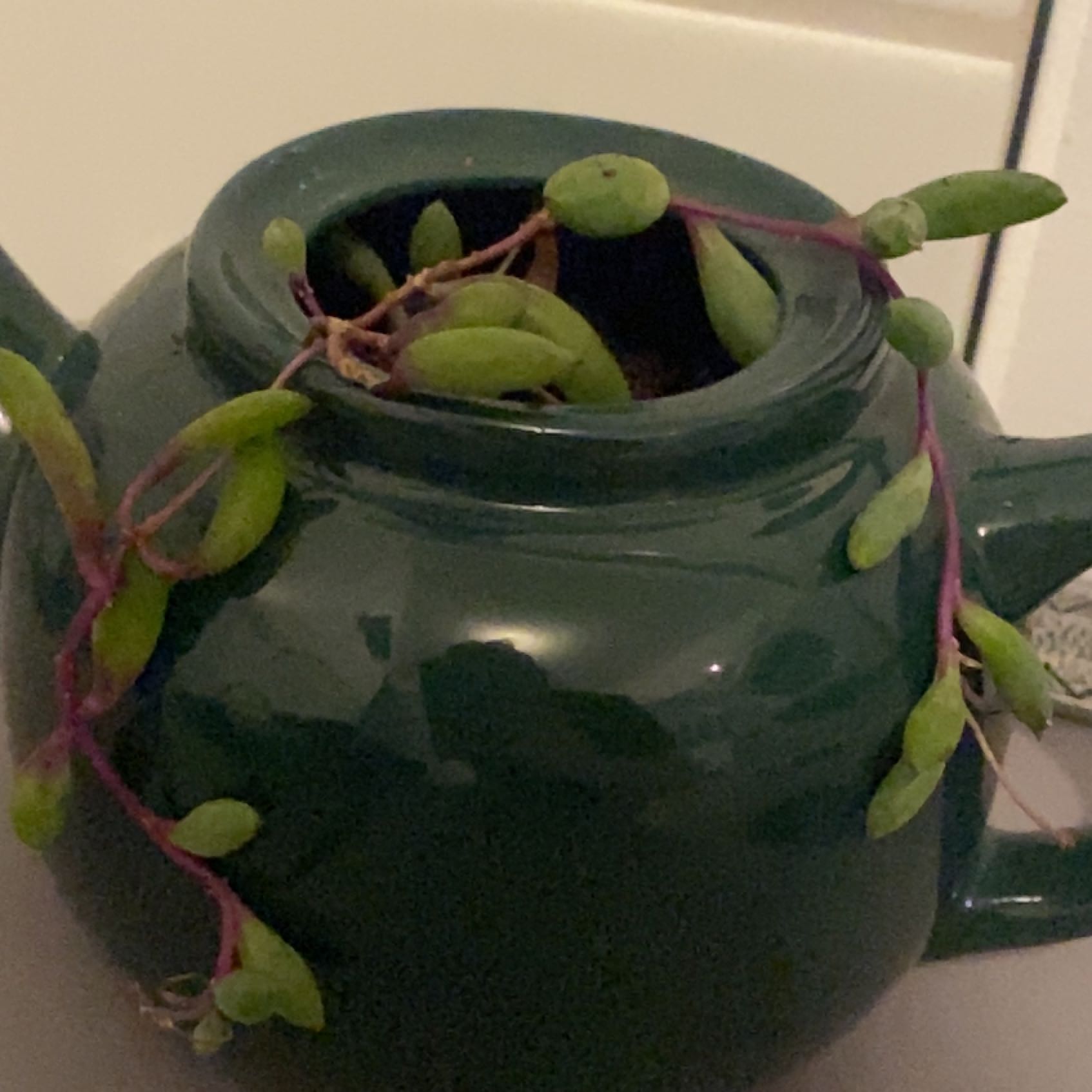 Photo of the plant species Curio herreanus 'Purple Flush' by @QuietScallions named Xena on Greg, the plant care app