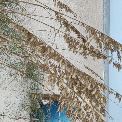Photo of the plant species Sea Oats by @FreshIsepepper named Tolkien on Greg, the plant care app