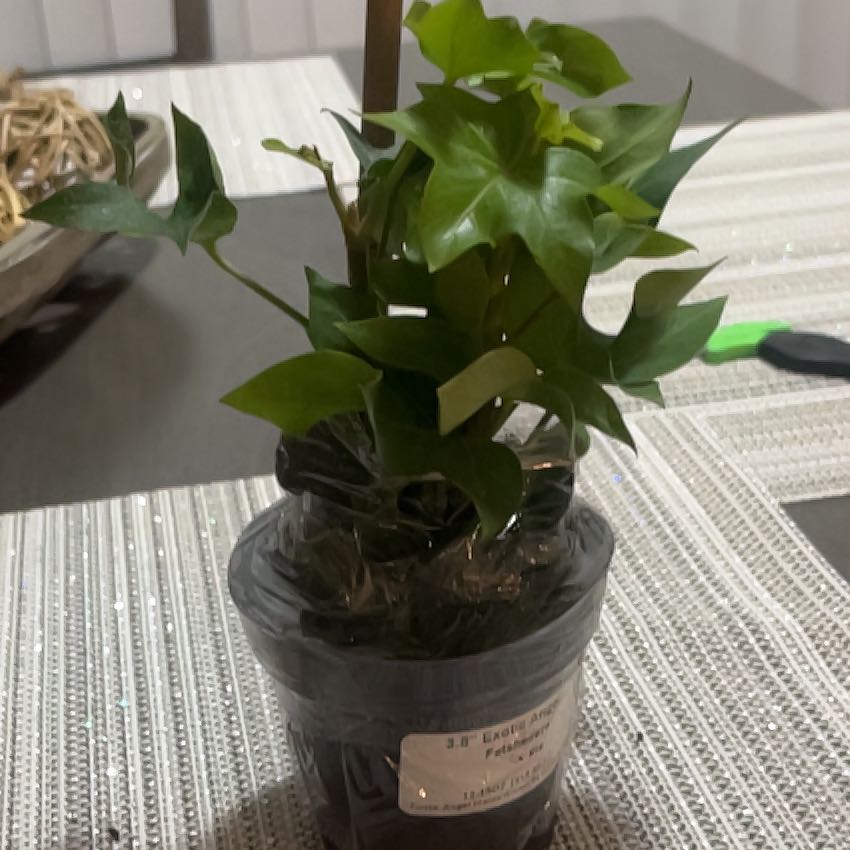 Photo of the plant species Tree ivy by @HotCreamcups named Bella on Greg, the plant care app
