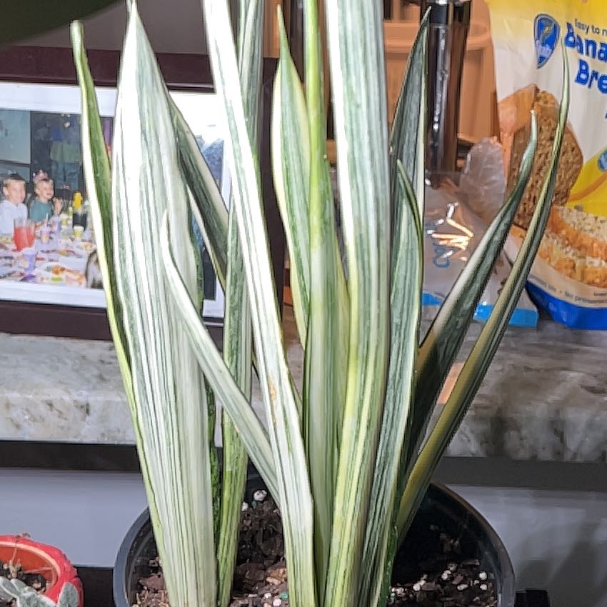 Photo of the plant species Sansevieria 'Bantel's Sensation' by @MadiMonstera named Nagini on Greg, the plant care app
