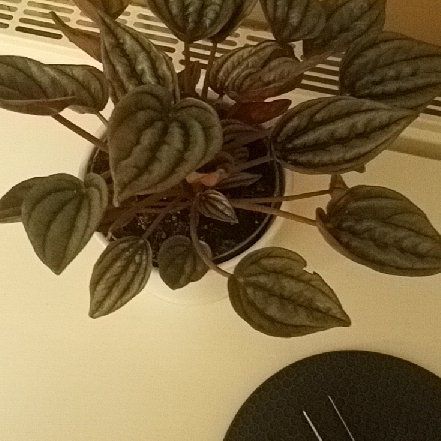 Photo of the plant species Peperomia 'Brasilia' by @DaringBlinks named Robert Plant on Greg, the plant care app