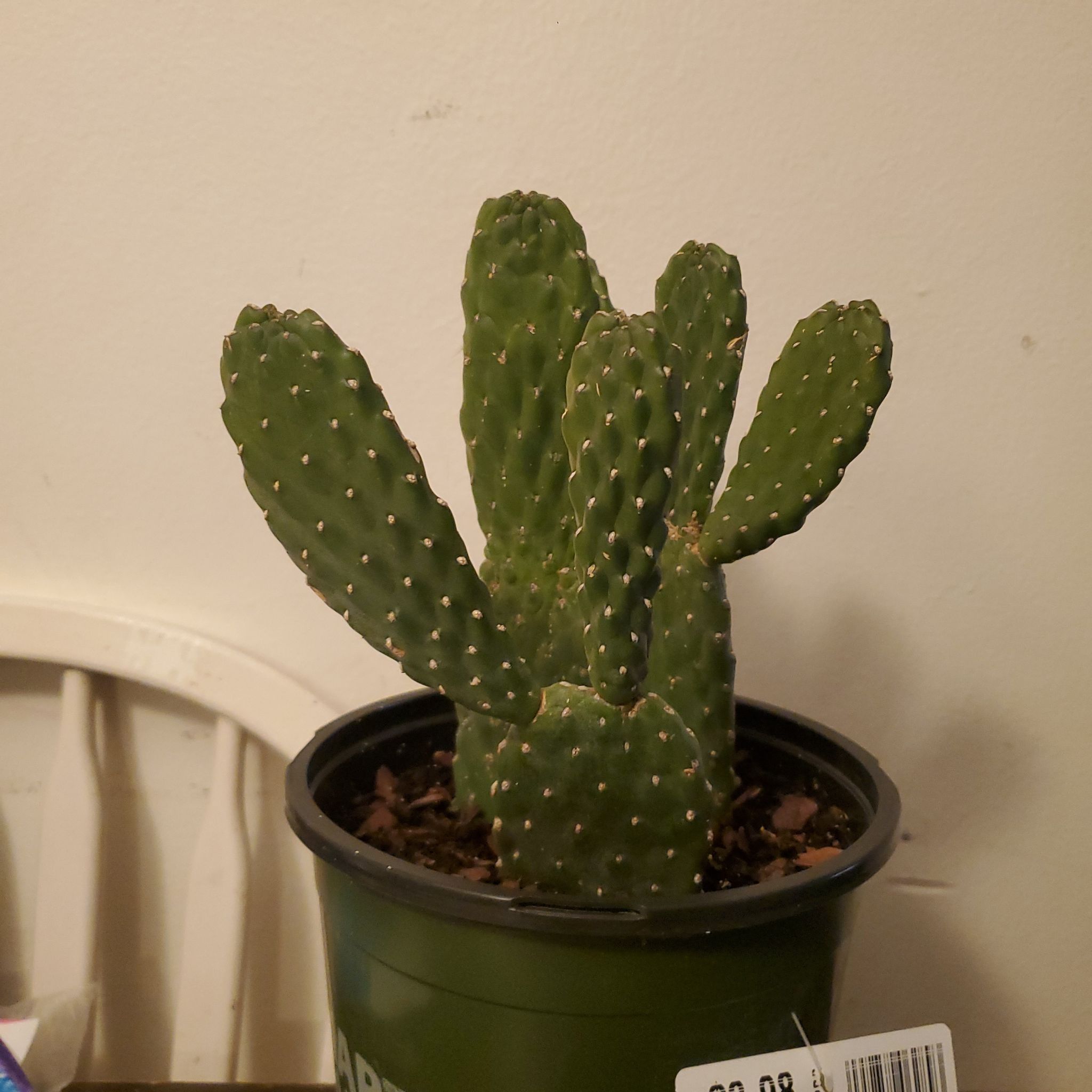 Photo of the plant species Caribbean Tree Cactus by @NoblyTarbush named Malboja on Greg, the plant care app