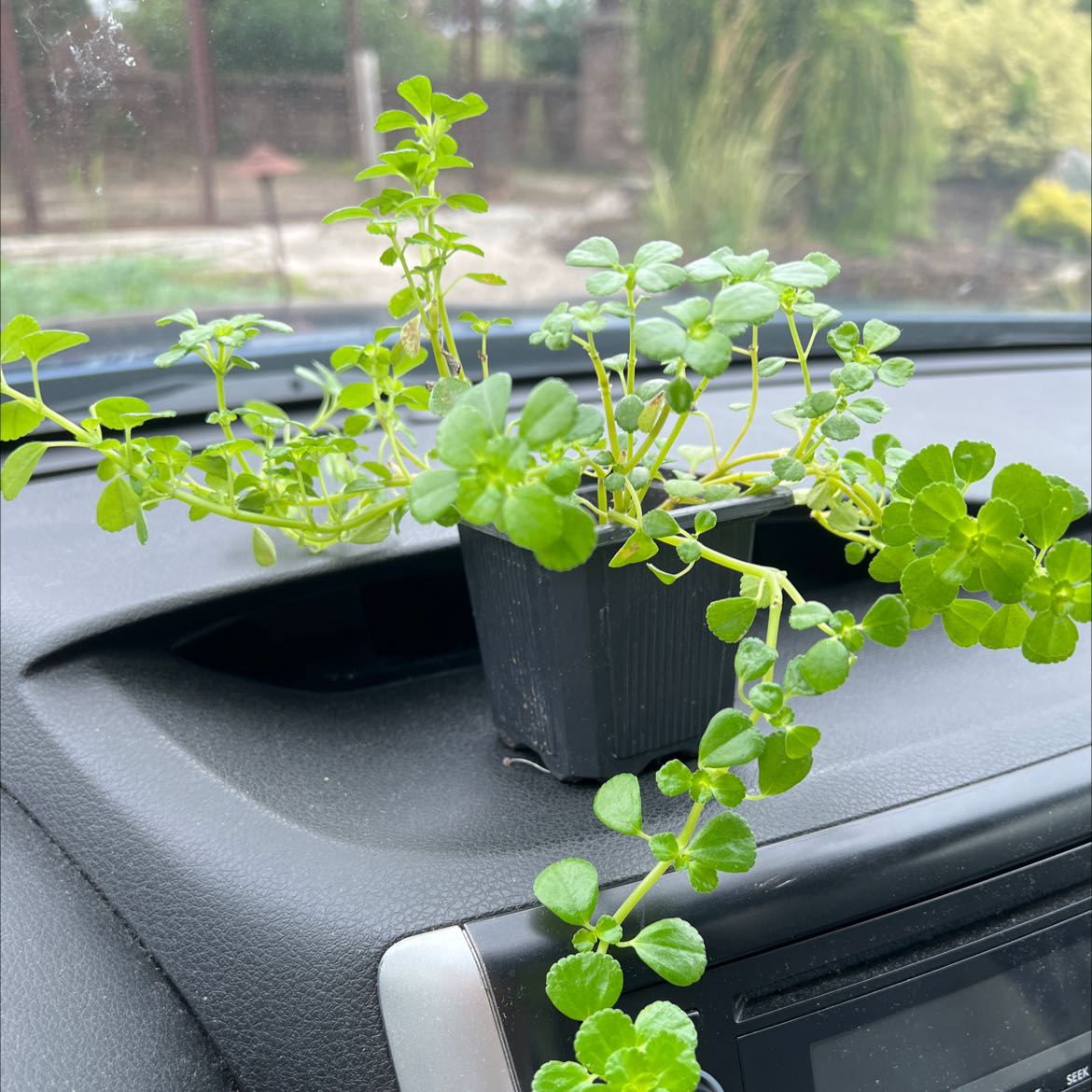 Healthy Pilea Baby Tears plant with small, bright green leaves growing in a pot on a car dashboard.