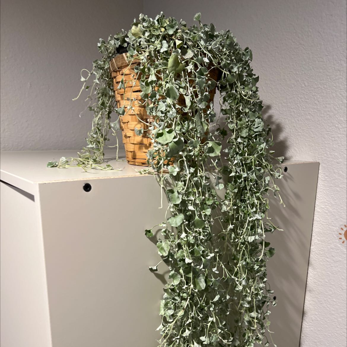 Silver Ponysfoot plant in a woven basket, cascading down a white surface.