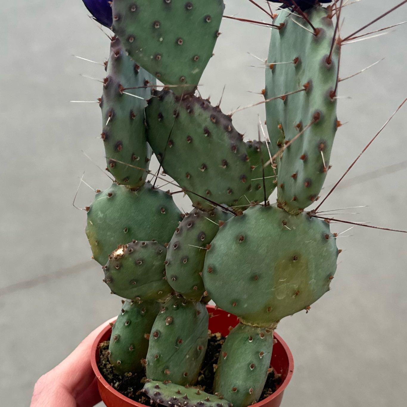 Black-Spined Prickly Pear cactus in a small pot, held by a hand.