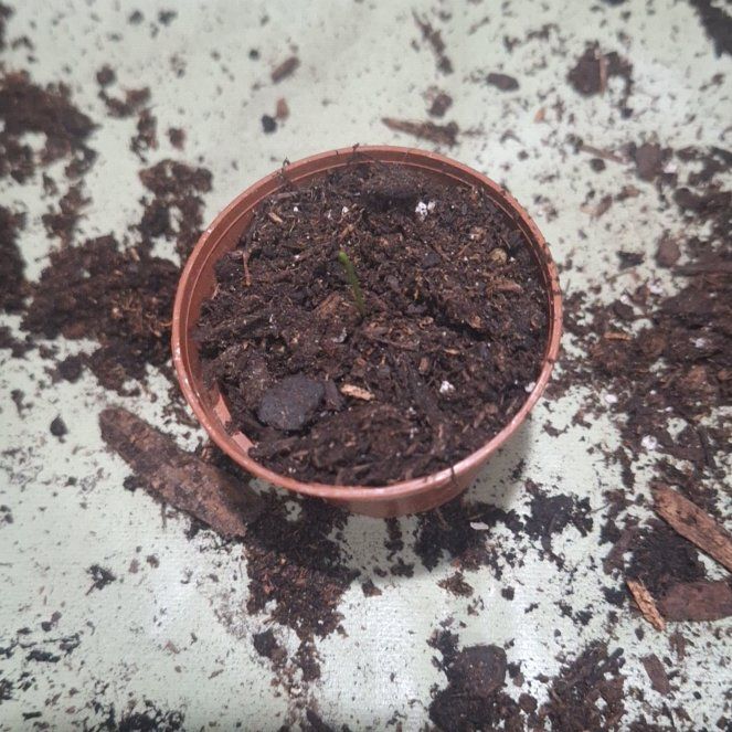 Photo of the plant species White Spanish Onion by @PatientRadish named Huckleberry Fern on Greg, the plant care app