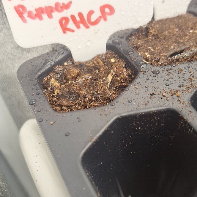 Photo of the plant species Anaheim Pepper by @PatientRadish named RHCP on Greg, the plant care app