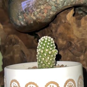 Photo of the plant species Echinopsis mamillosa by @QuixoticFanmoss named Aria on Greg, the plant care app