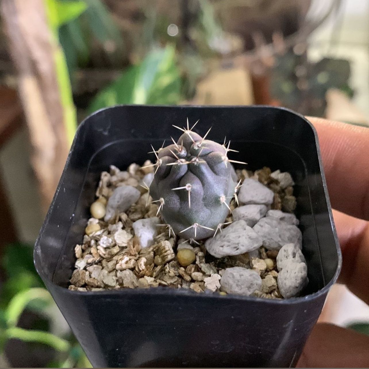 Photo of the plant species Gymnocalycium gibbosum by @FoxyVelvetash named Rainier on Greg, the plant care app