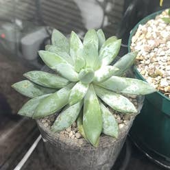 little jewel plant
