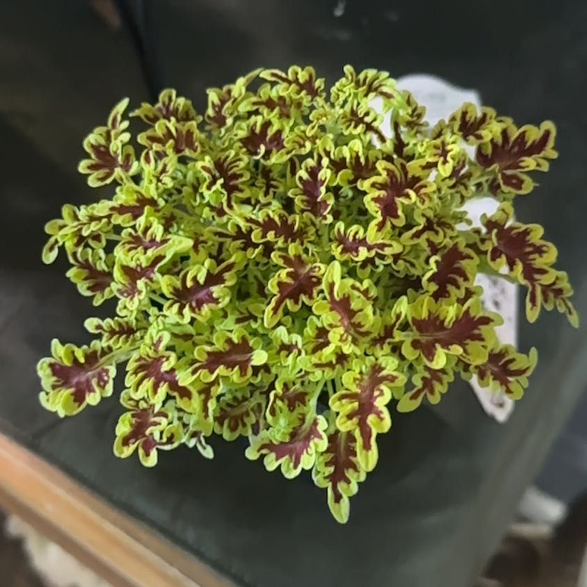 Photo of the plant species Lovebird Coleus by @HeritorRyebrome named Mollie on Greg, the plant care app