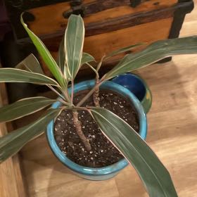 Photo of the plant species Broad Leaved Palm Lily by @IconColeus named Michelle Branch on Greg, the plant care app