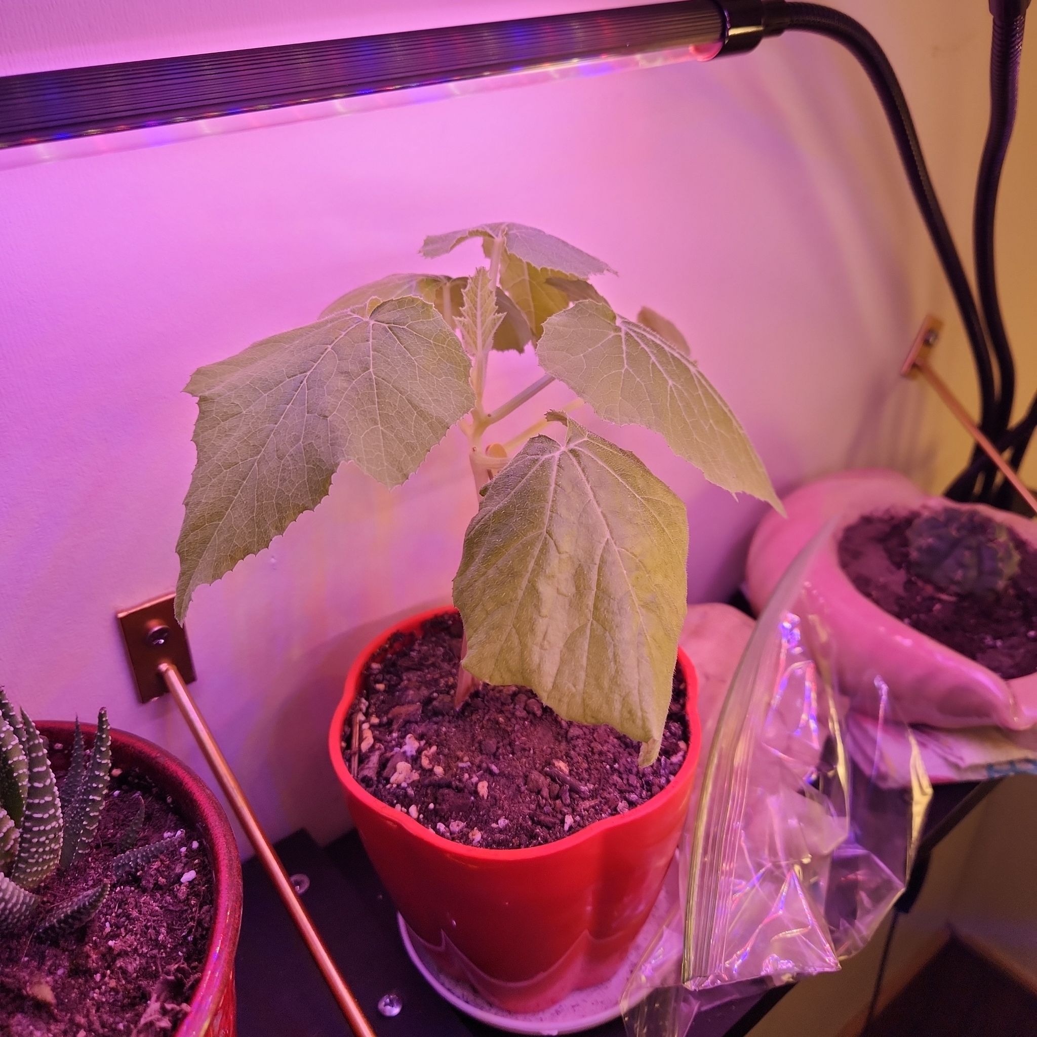 Pumpkin plant in a red pot under artificial lighting with visible soil and other plants nearby.