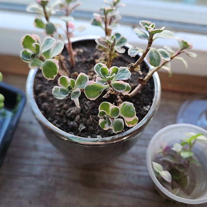 Photo of the plant species Tricolor Stonecrop by @KosherHorror named Harper on Greg, the plant care app