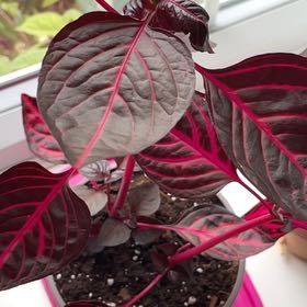 Photo of the plant species Bloodleaf by @FabCoralswirl named Azriel on Greg, the plant care app