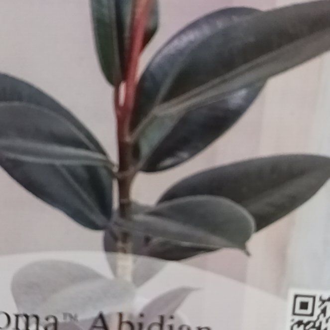 Photo of the plant species Rubber Plant 'Abidjan' by @YokeNeonpothos named Abidian on Greg, the plant care app