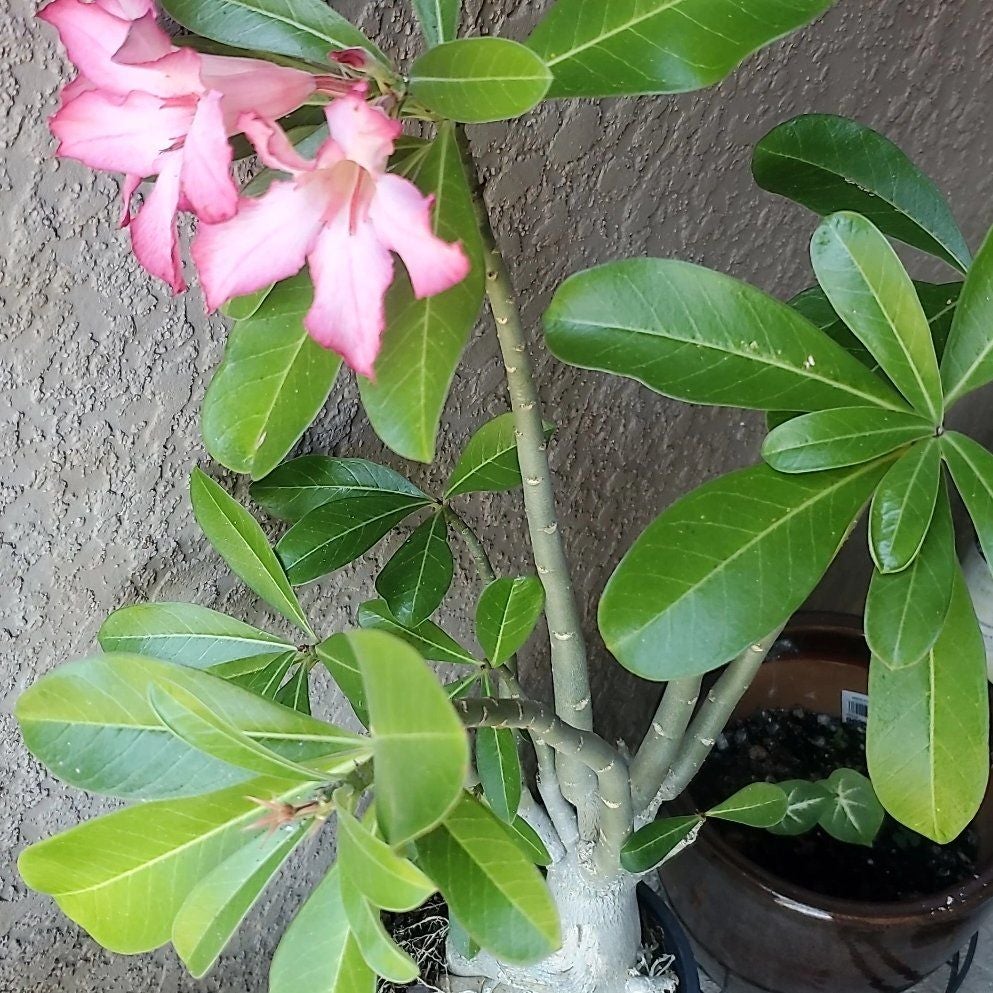 Why Are There Black Spots On My Desert Rose Plant Leaves?