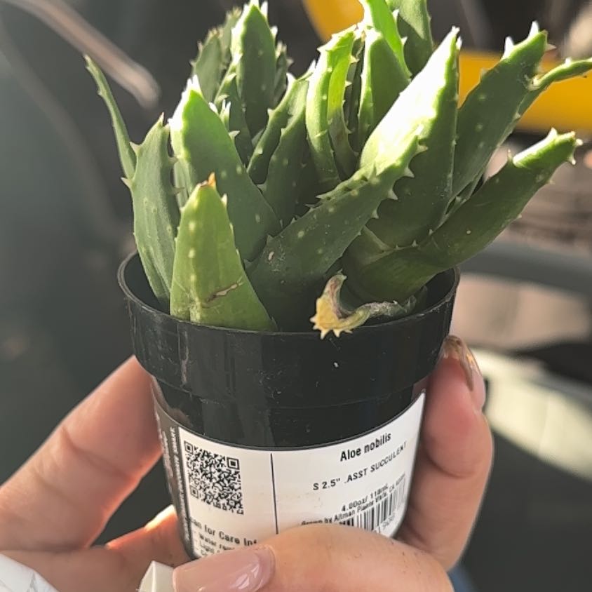 Photo of the plant species Variegated Aloe Nobilis by @RichlyYuzutree named Nobi on Greg, the plant care app