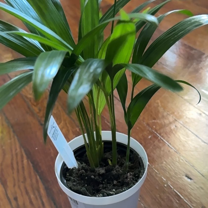 Healthy young Kentia Palm in nursery pot, with glossy dark green pinnate fronds, no discoloration, growing in rich potting mix.