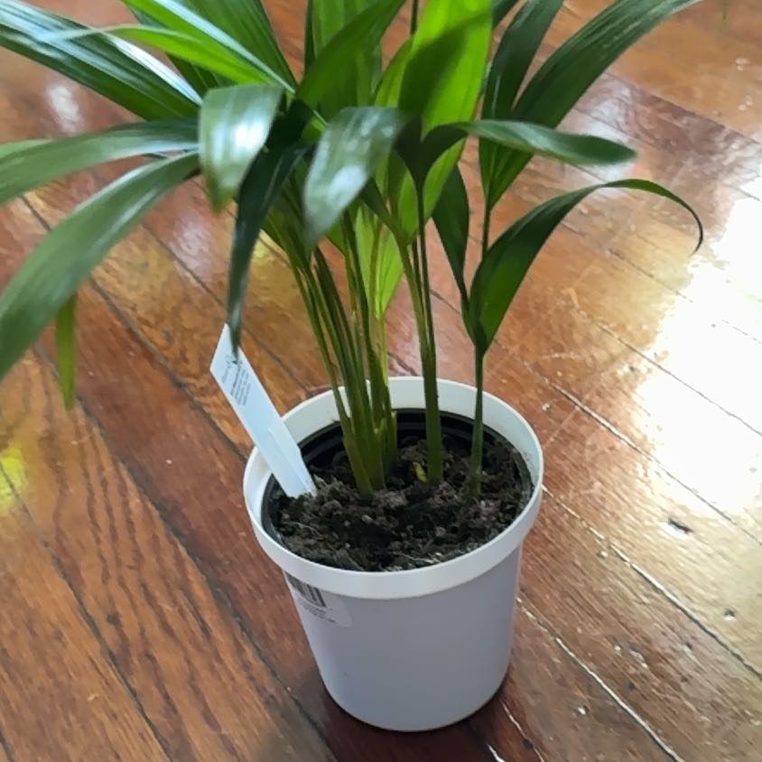 A healthy Kentia Palm in a white pot, with vibrant green fronds growing straight and tall from the center.