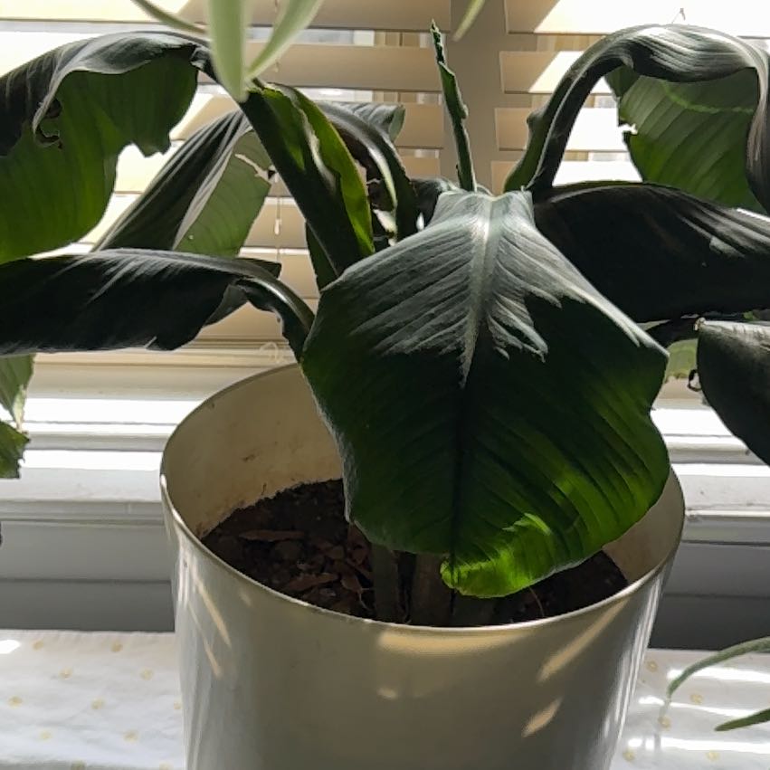 Indoor potted banana plant near a window with mostly healthy green leaves.