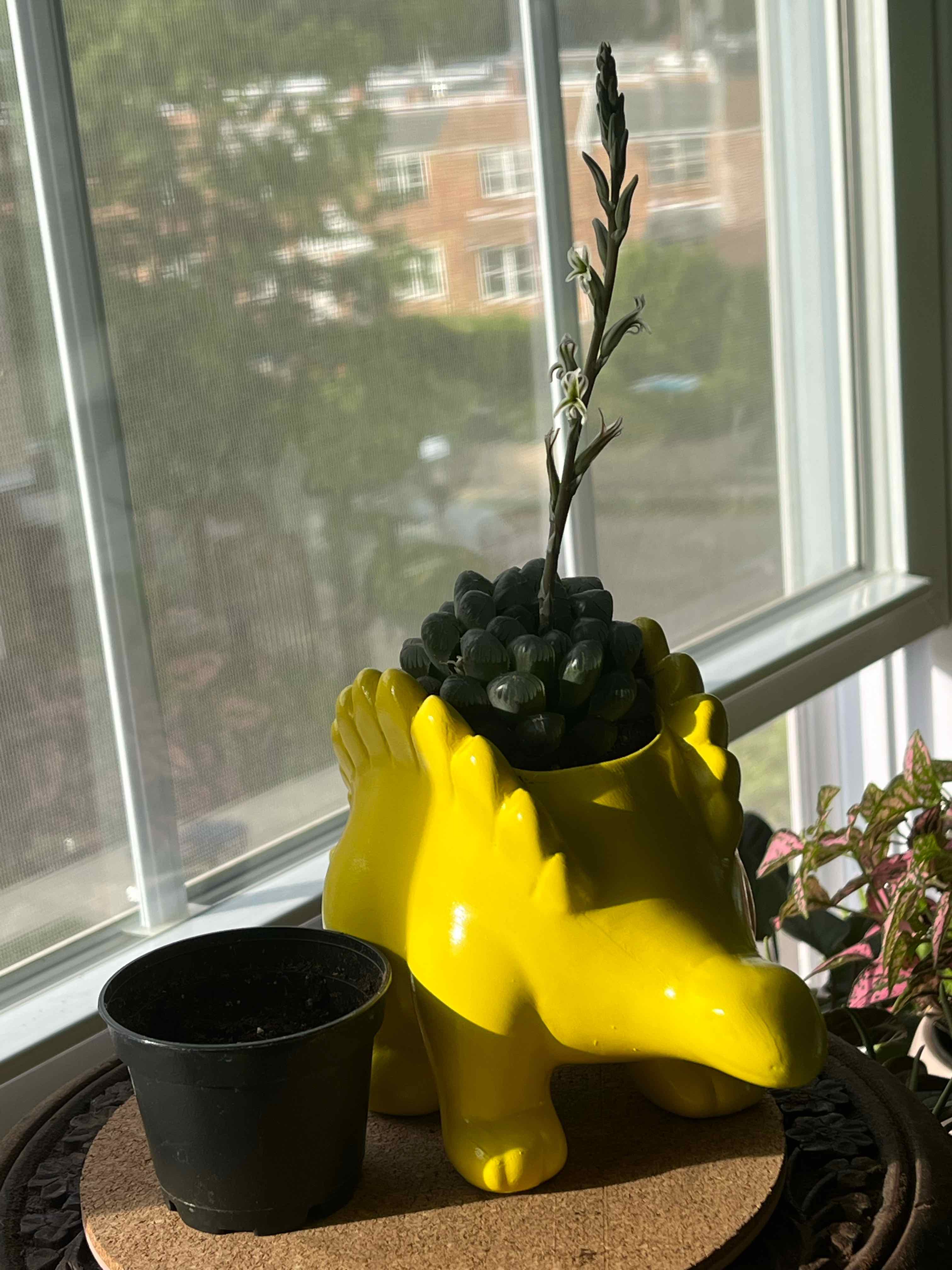Haworthia cooperi plant in a yellow dinosaur-shaped pot by a window.