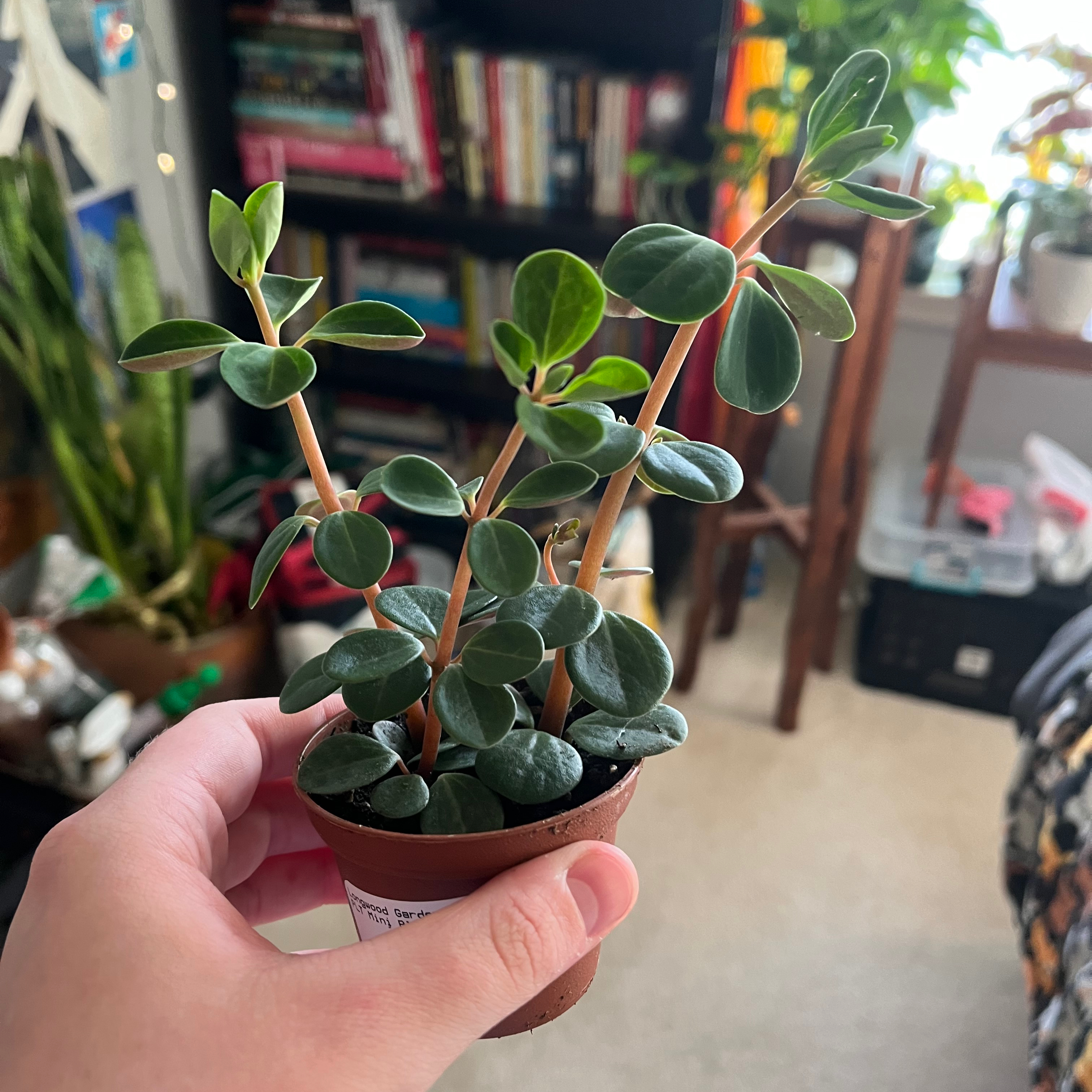 A healthy Elephant Bush plant in a small pot, held by a hand, with household items in the background.