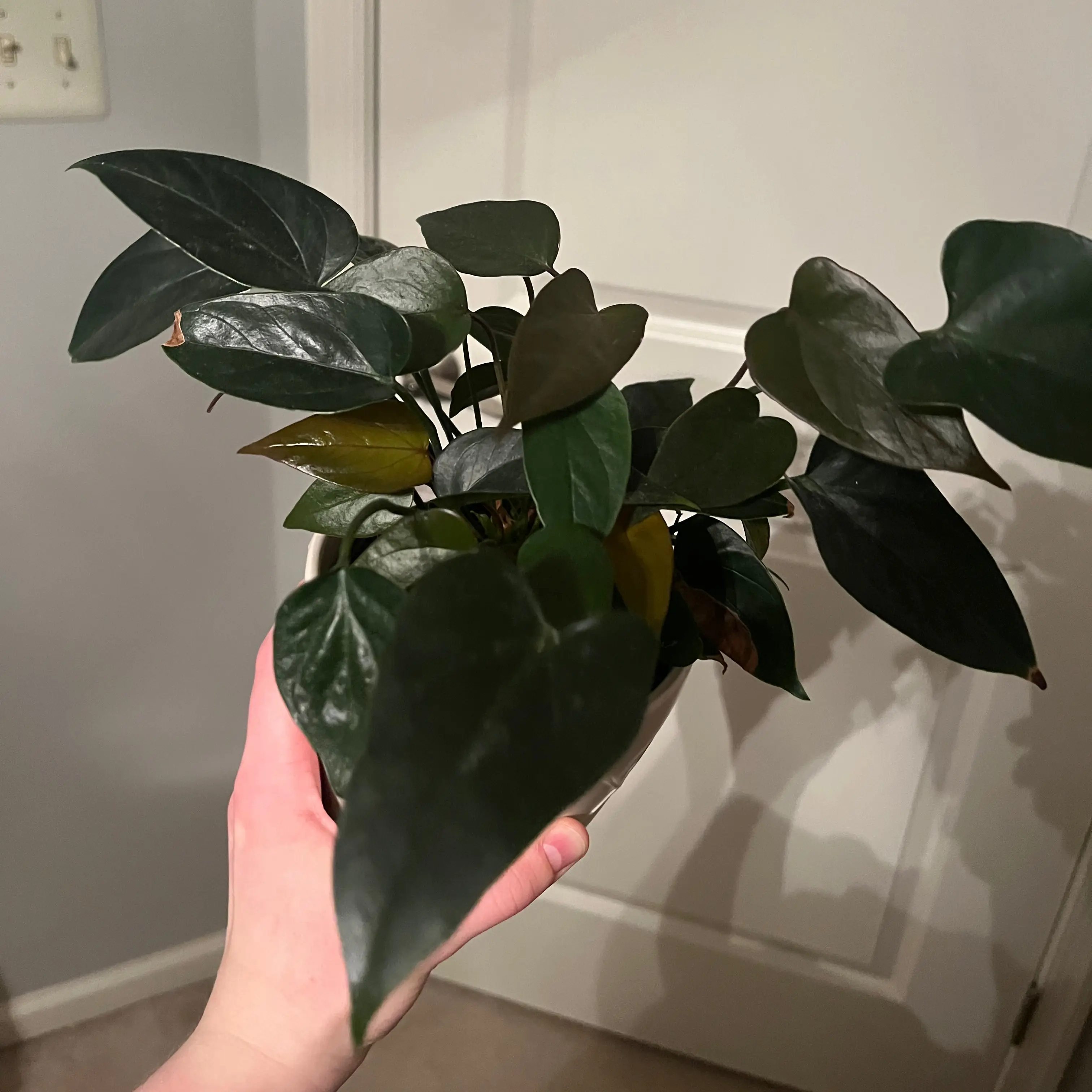 Healthy Painter's Palette plant with vibrant variegated heart-shaped leaves held in a hand, showing no signs of discoloration or damage.