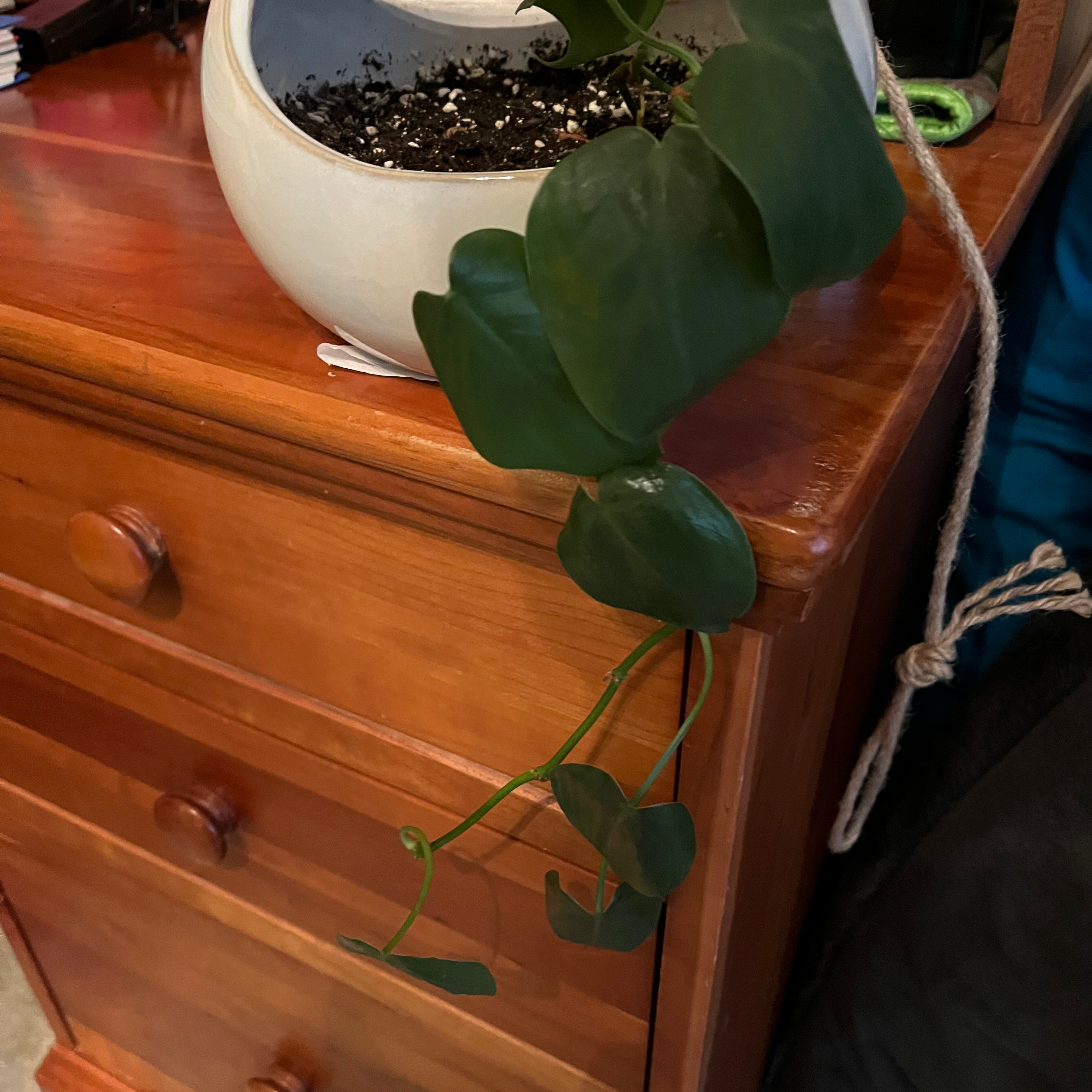 Healthy Heartleaf Philodendron plant with large green heart-shaped leaves in a white ceramic pot on a wooden surface.
