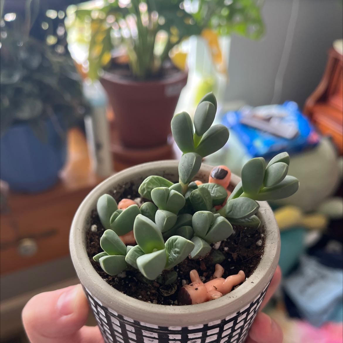Healthy Jade plant in a small pot with visible soil, held by a hand.