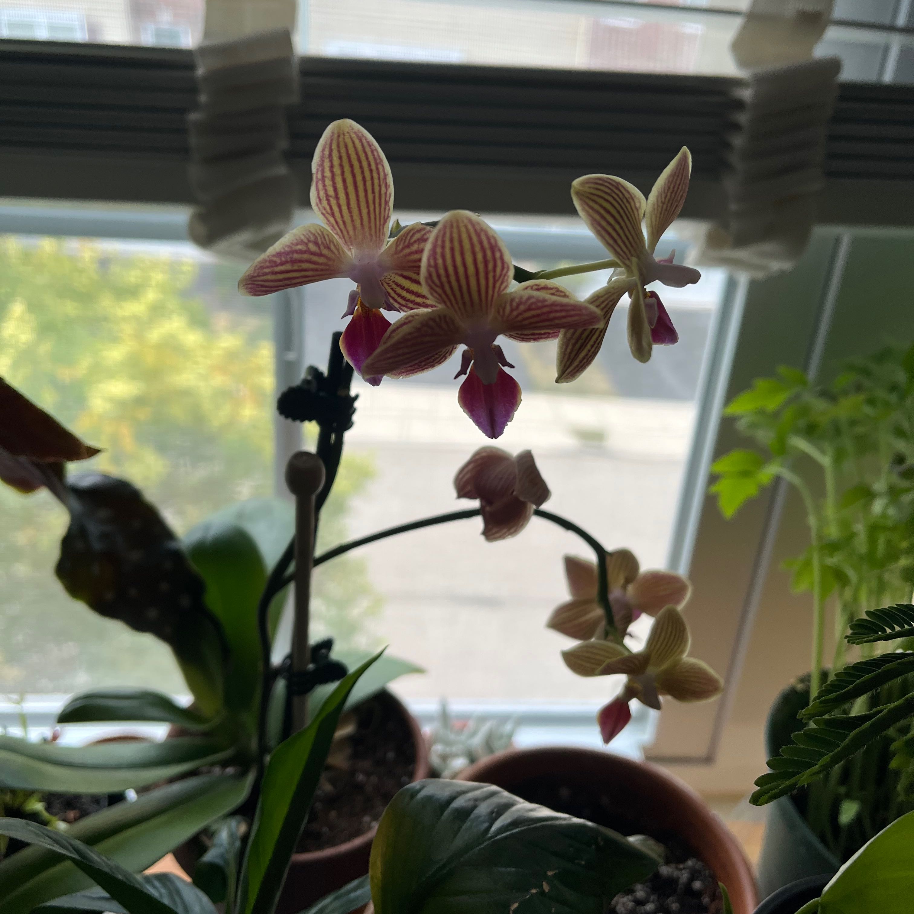 Phalaenopsis Orchid with blooming flowers near a window, soil visible.
