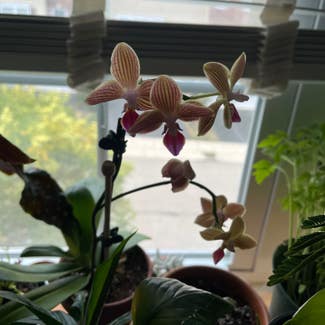 Phalaenopsis Orchid plant in Ambler, Pennsylvania