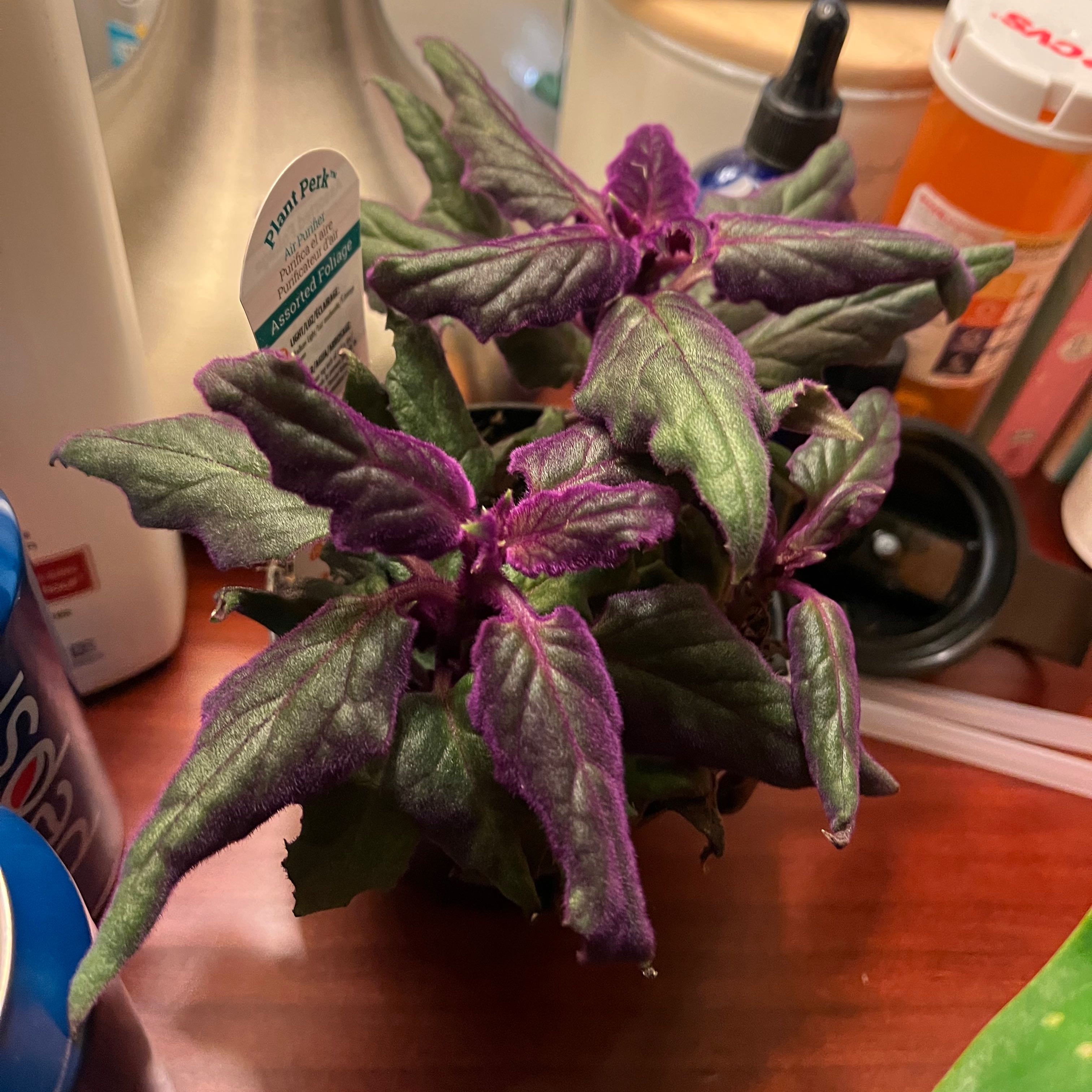 Purple Velvet Plant with vibrant purple and green leaves, well-framed and in focus.