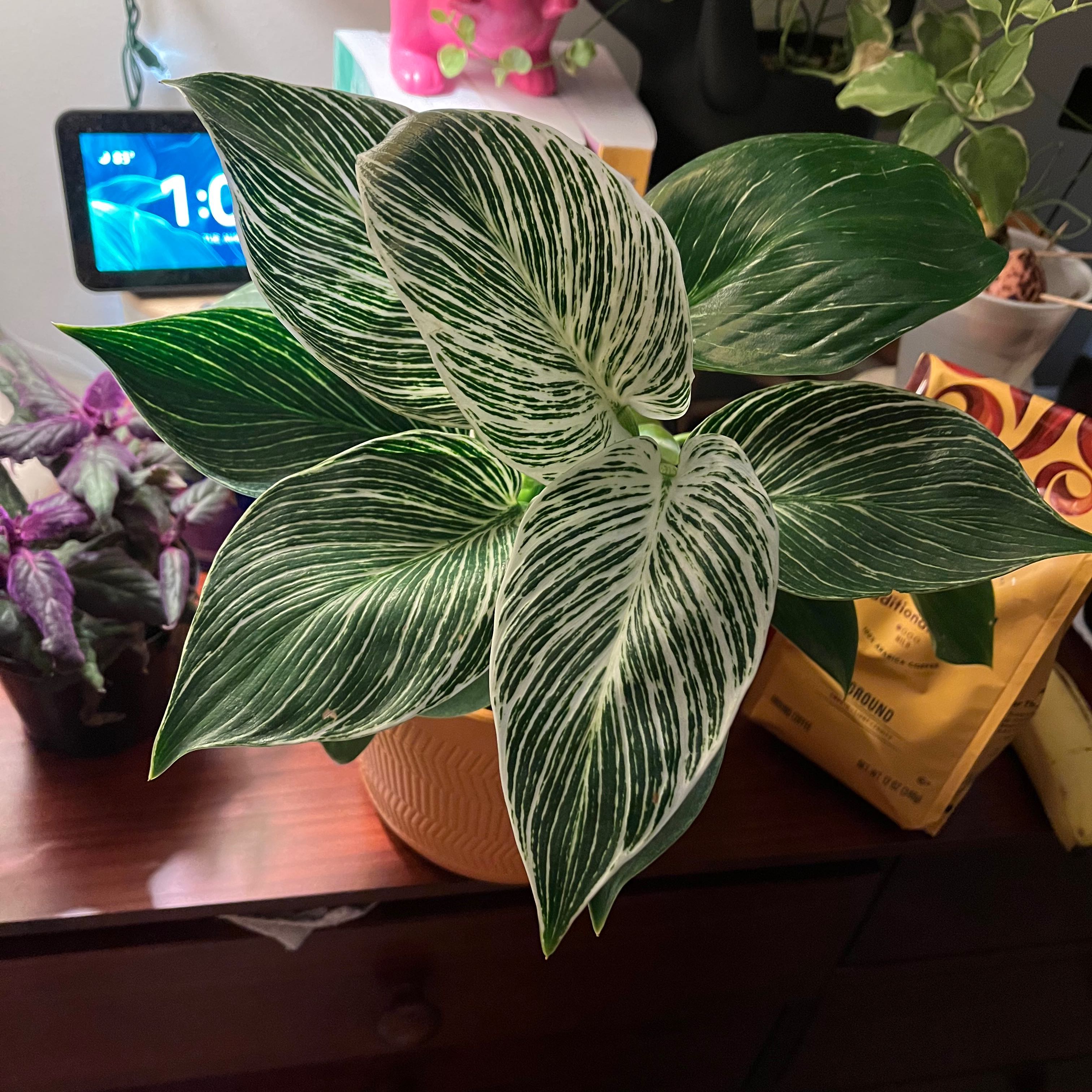 Healthy Philodendron Birkin with vibrant green and white variegated leaves.