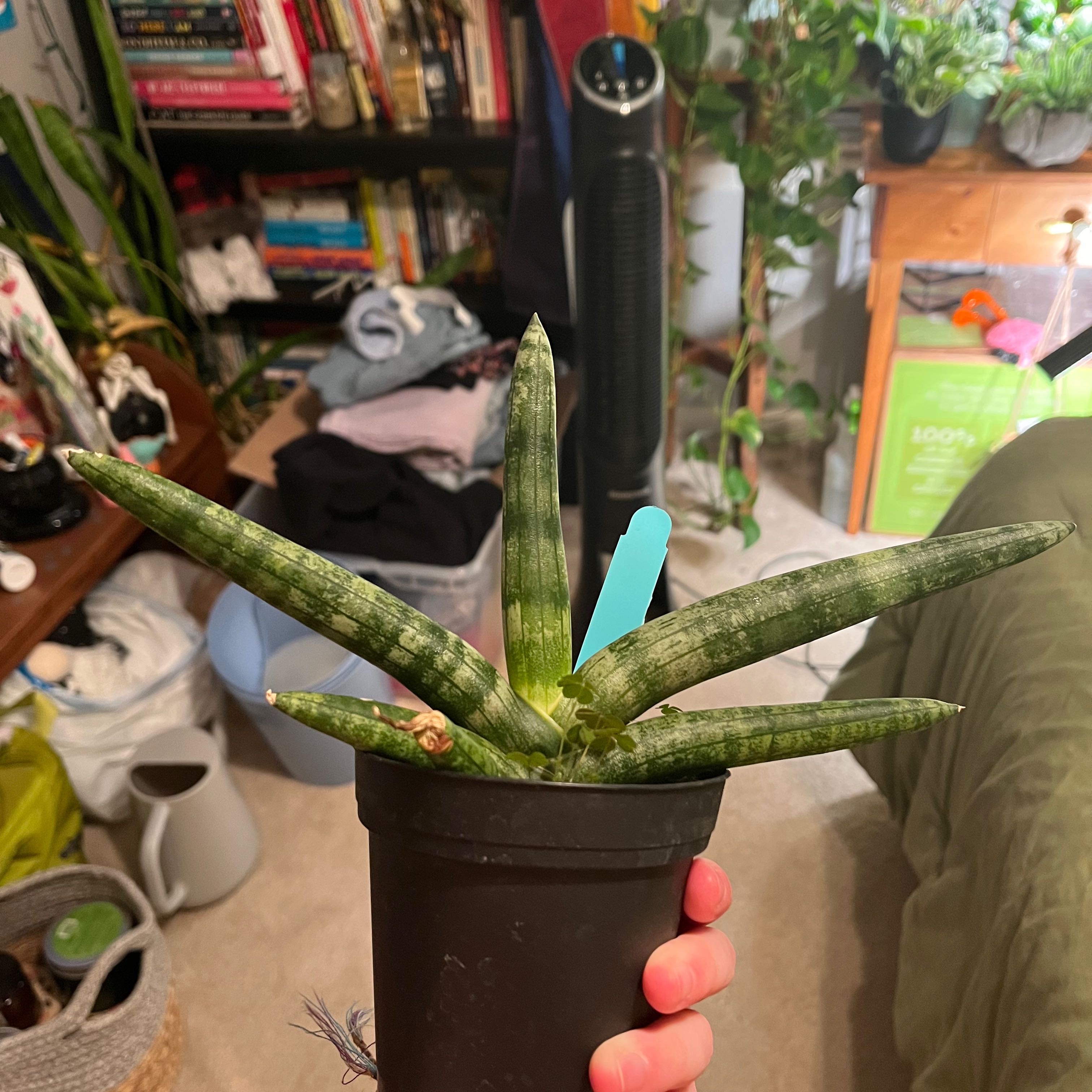 Cylindrical Snake Plant in a black pot held by a hand, with household items and other plants in the background.