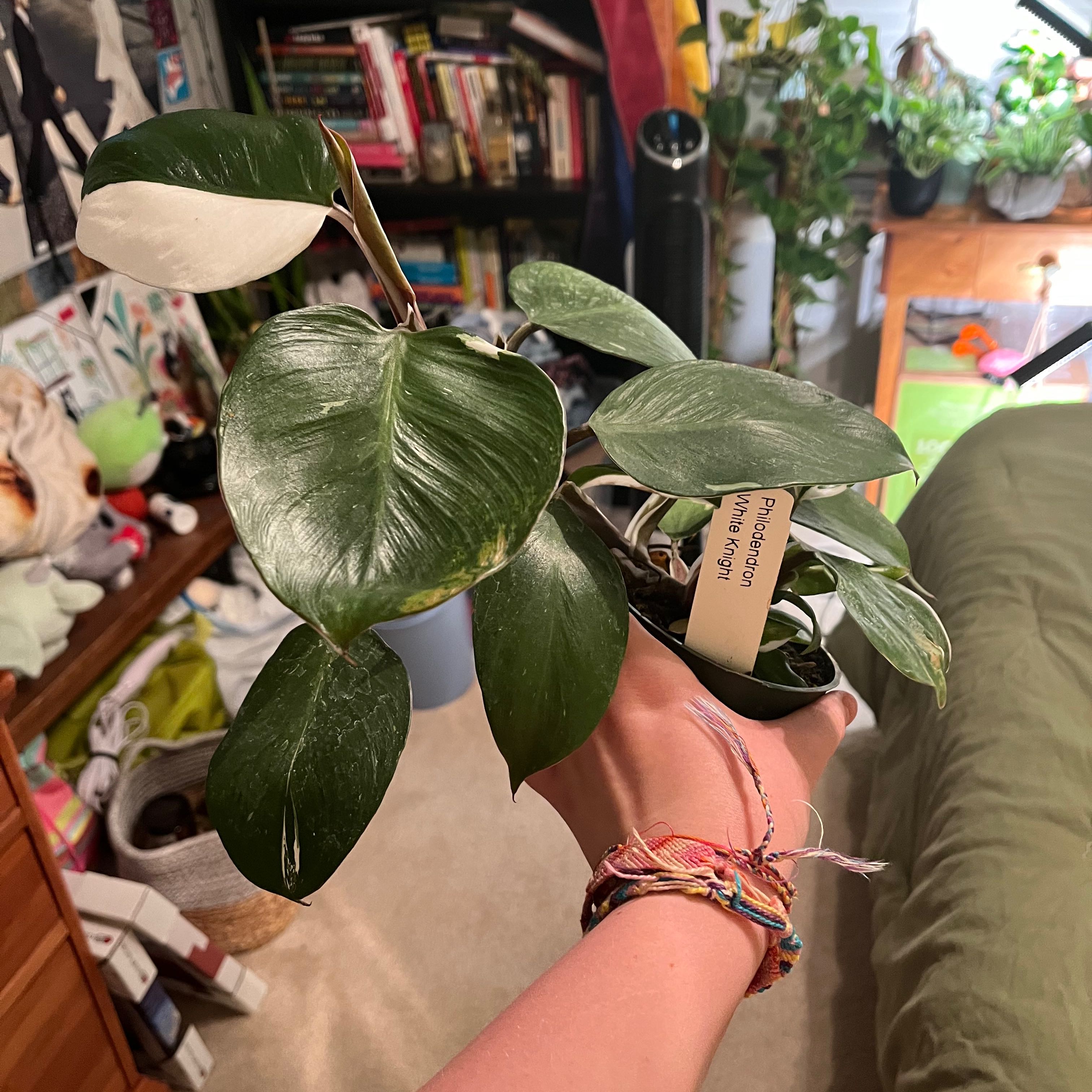 A healthy White Knight Philodendron being held by a person, with no visible signs of leaf discoloration.