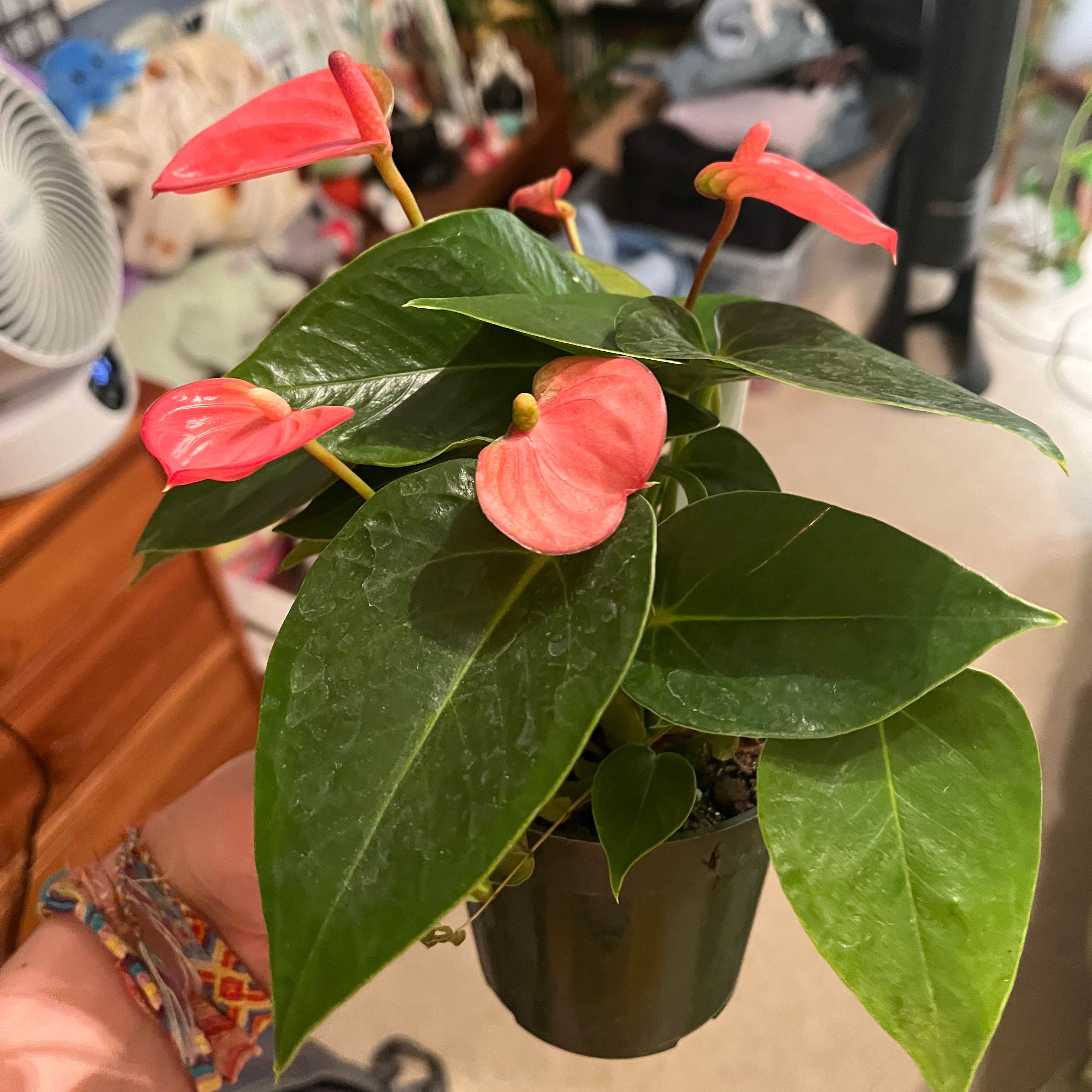 Healthy Anthurium plant with glossy green leaves and bright red spathes in a plastic nursery pot, held by a person's hand.
