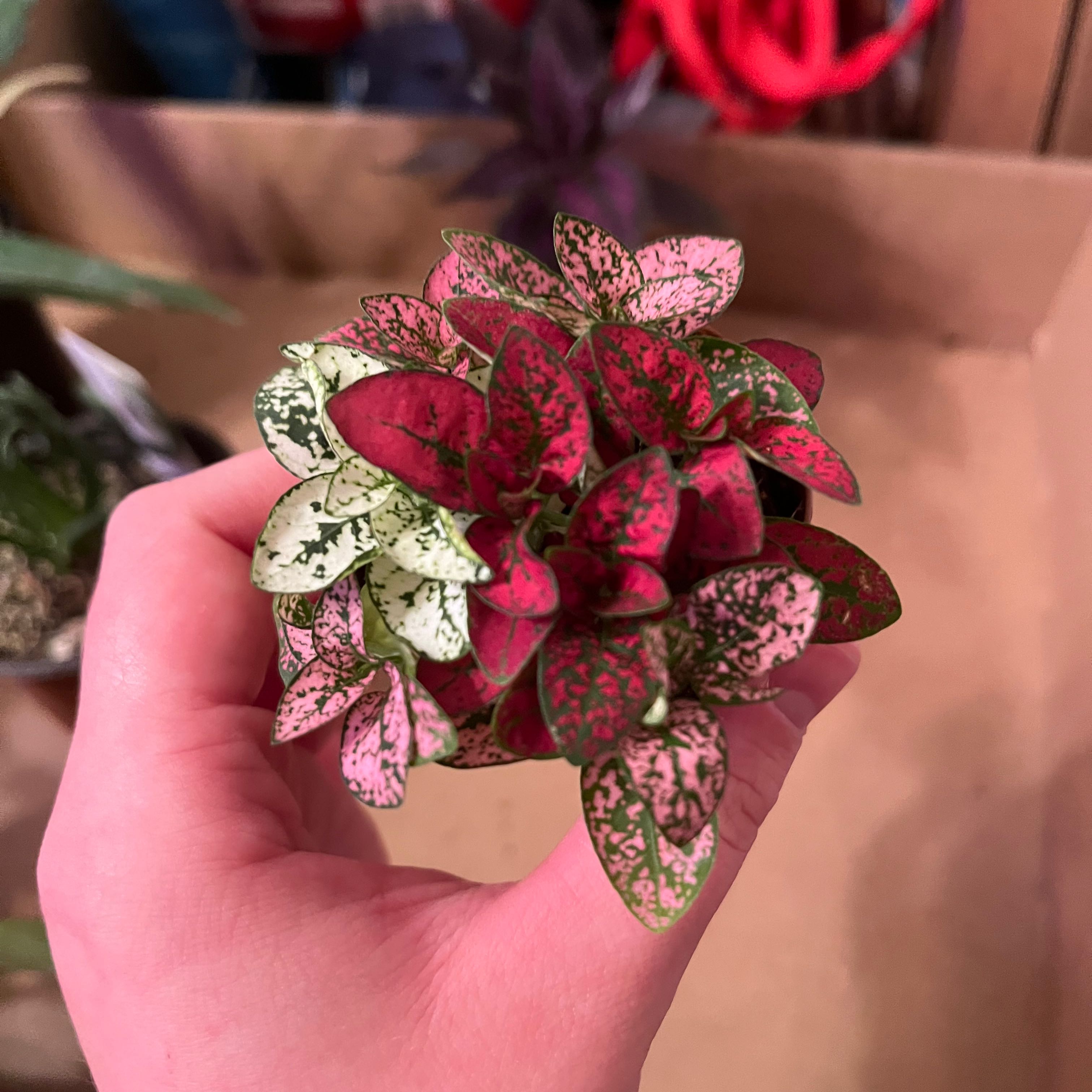Close-up of a pink and green polka dot plant held in someone's hand, showing vibrant, healthy foliage.
