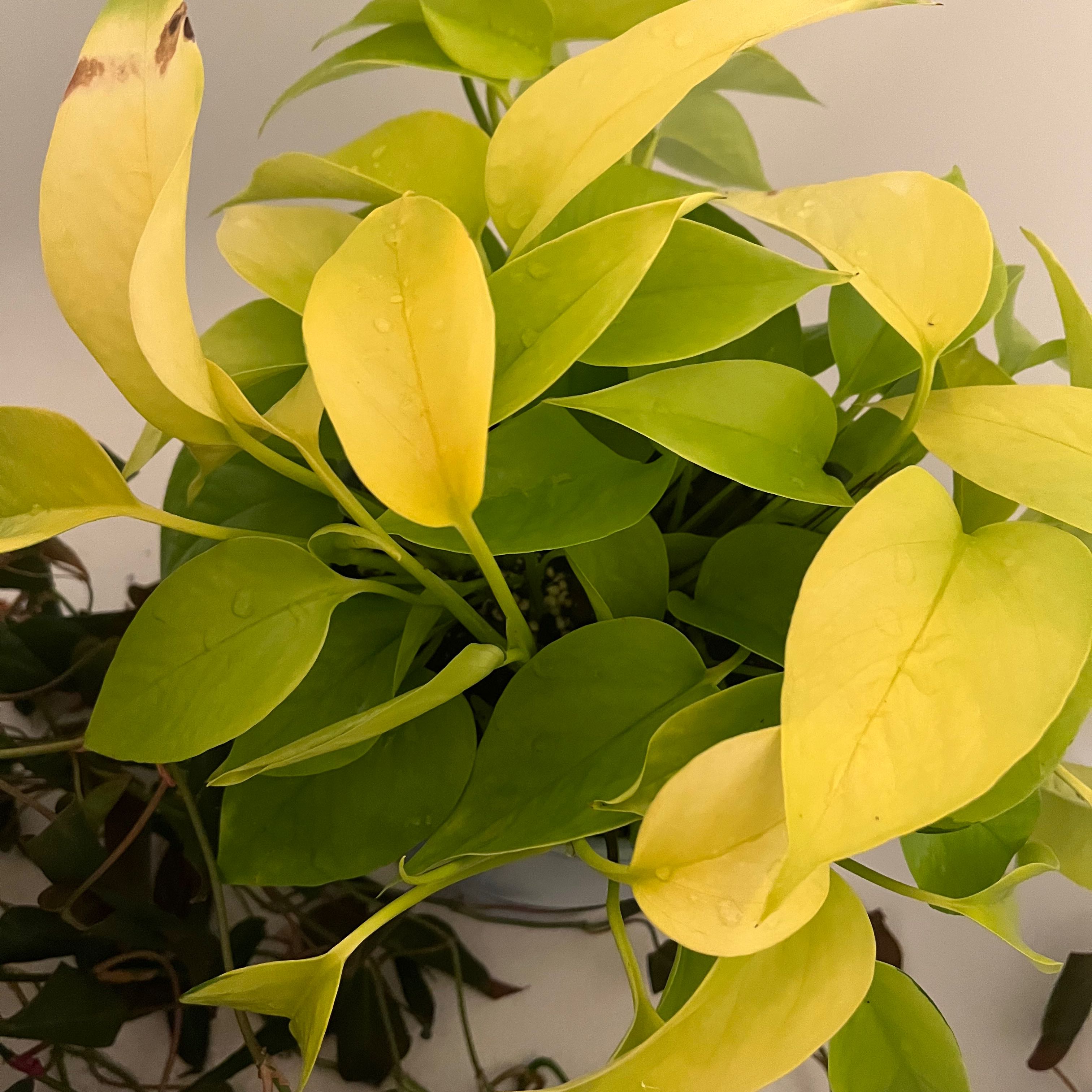Neon Pothos plant with vibrant yellow-green leaves and slight browning on one leaf tip.