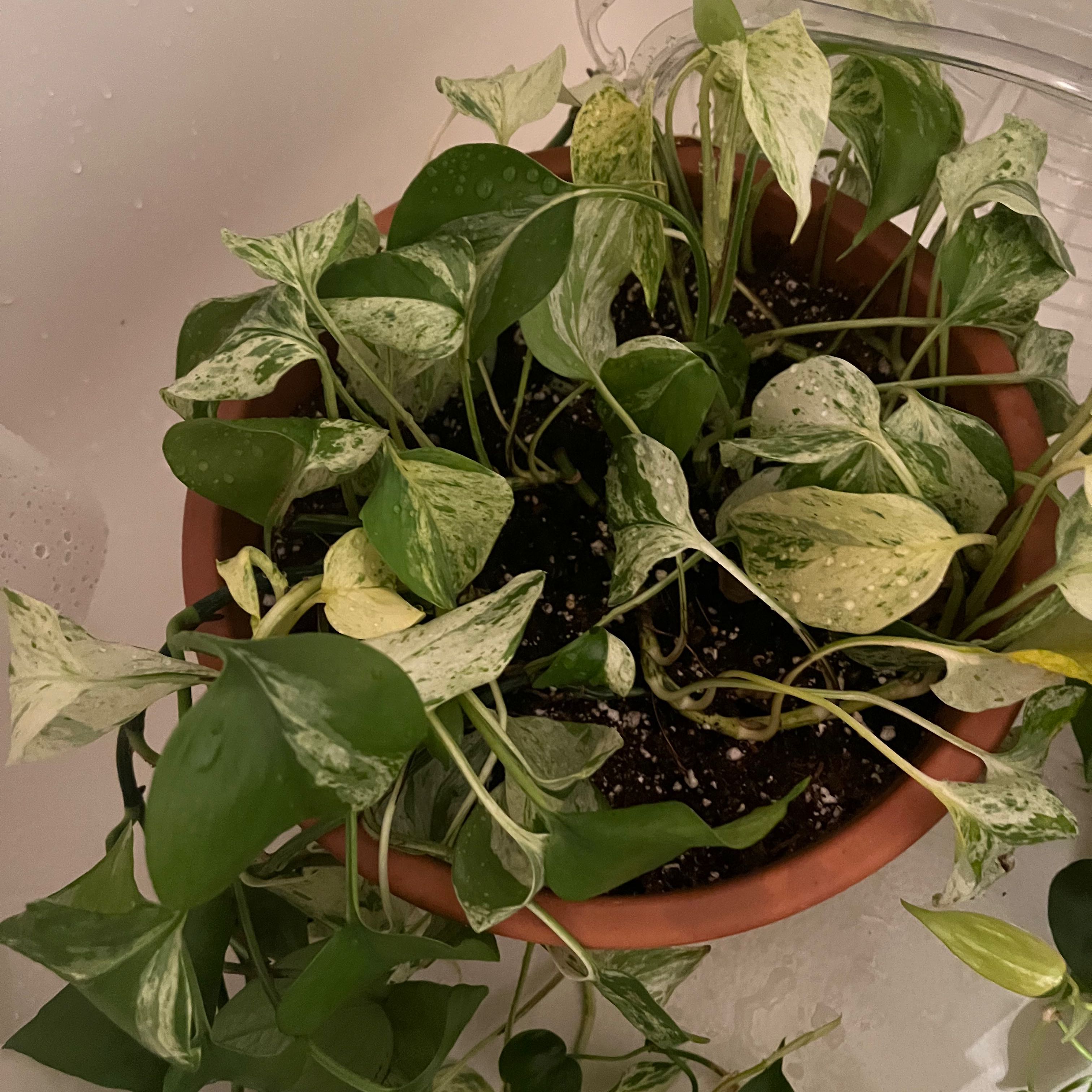 Marble Queen Pothos plant in a terracotta pot with variegated leaves showing signs of yellowing and browning.