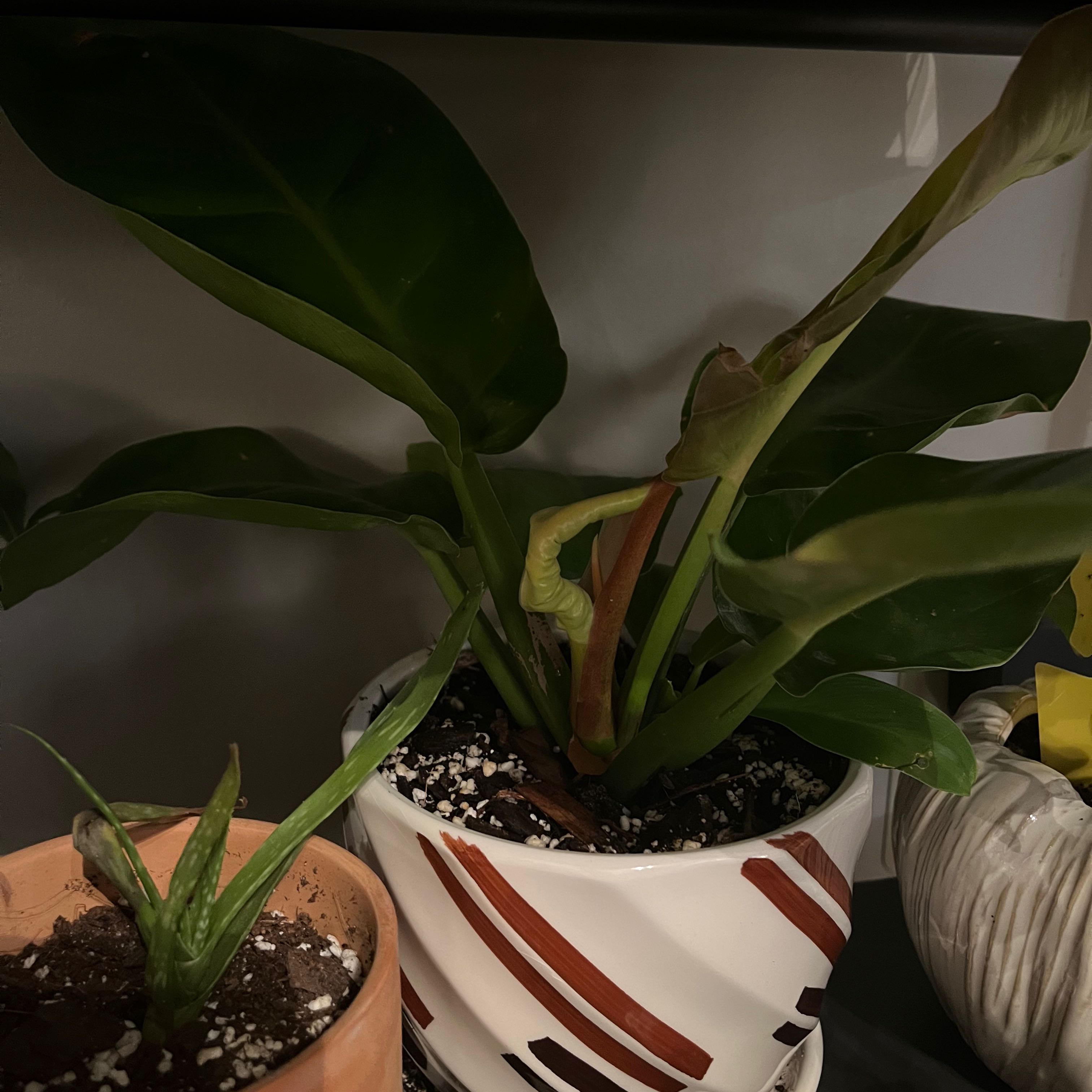 Philodendron 'Moonlight' plant in a decorative pot with some browning on one leaf.