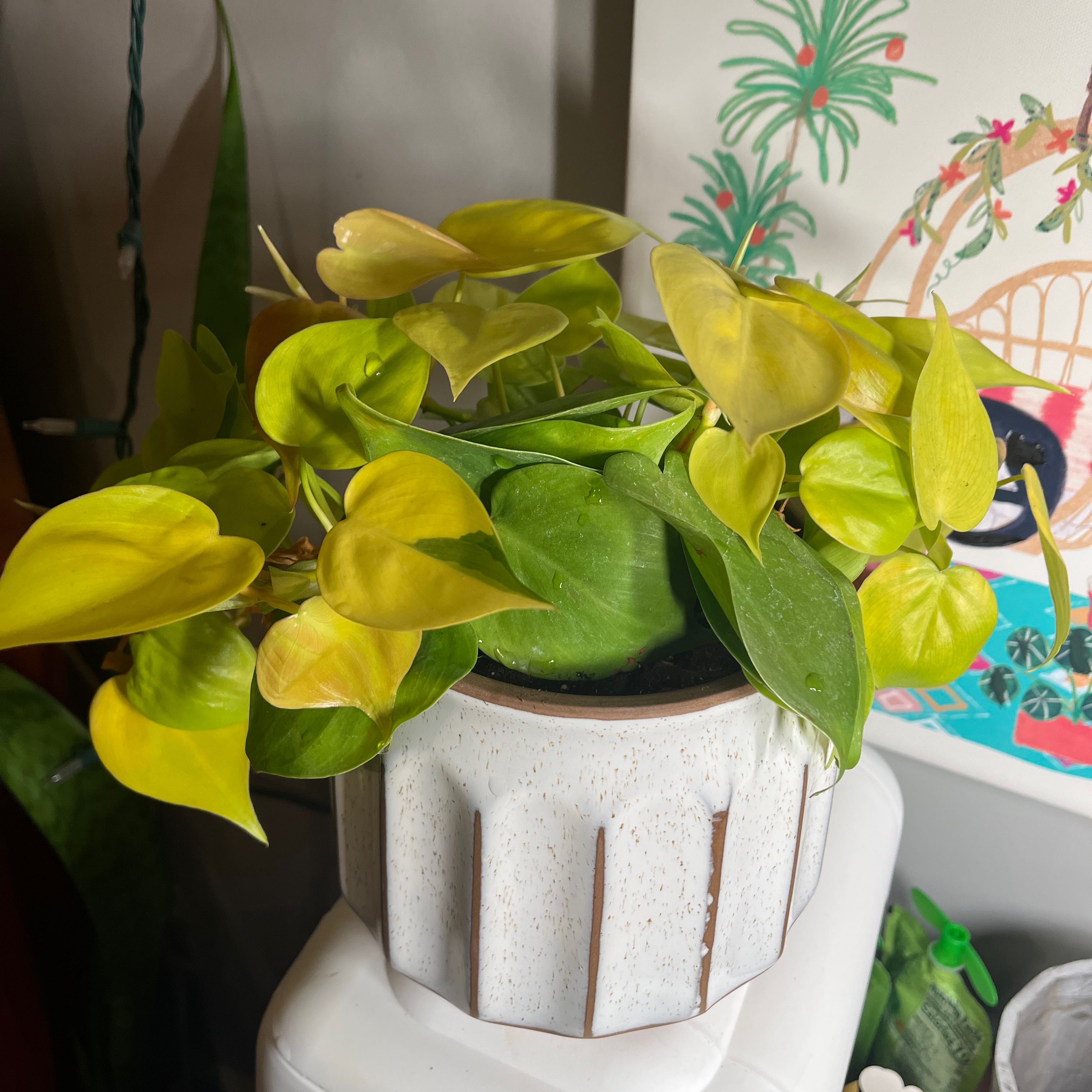 Philodendron Lemon Lime plant in a white pot with several yellowing leaves.