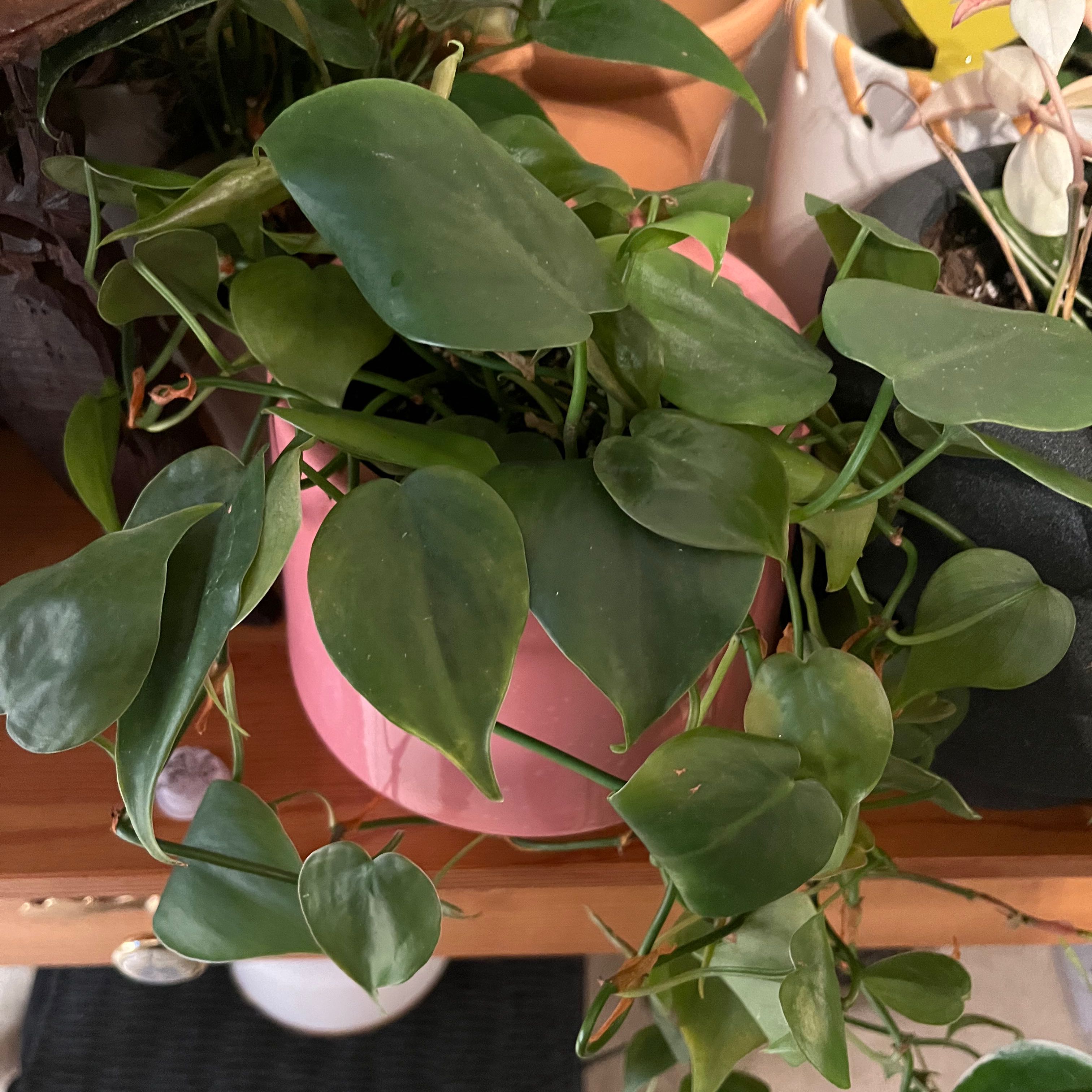 Healthy, thriving heartleaf philodendron in a pink pot with vibrant green heart-shaped leaves and trailing vines.