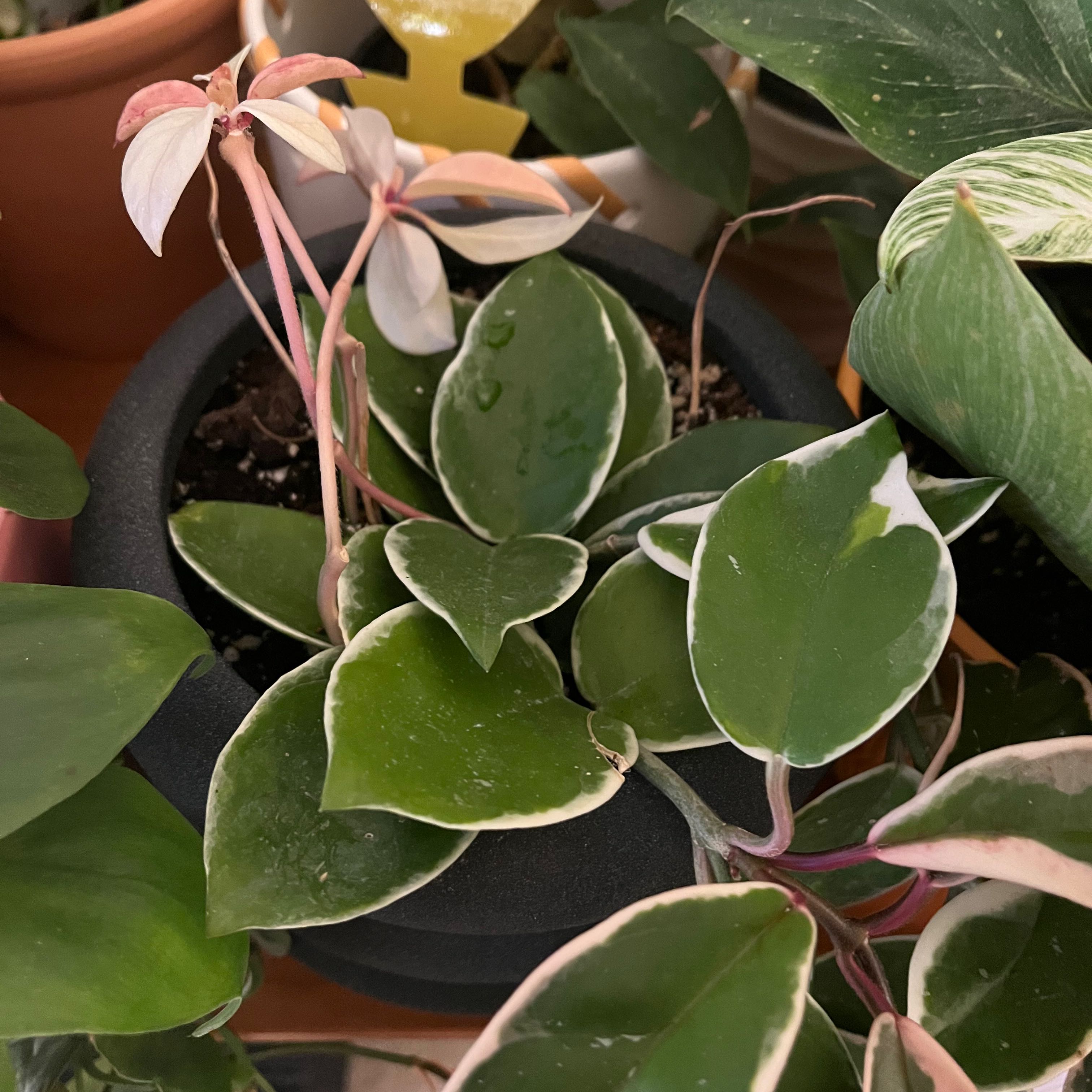 Hoya Krimson Queen plant with variegated leaves in a black pot, surrounded by other plants.